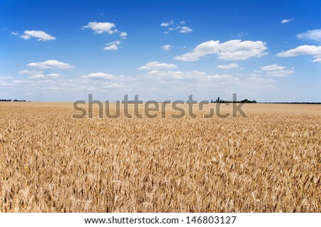 Ukrainian plains, fields with by growing plants, sunflowers,  grass