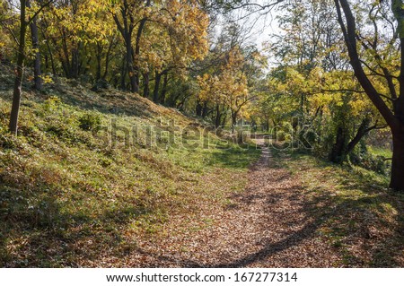 Autumn landscape in the park area. Alley strewn with yellow leaves, autumn weather, yellowed leaves, sunny weather, white clouds