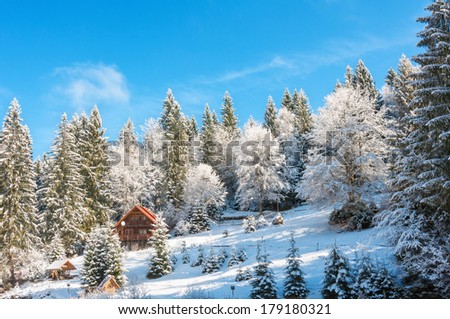 Ukraine, winter forest in the Carpathian Mountains, pine trees covered with snow, the resort area in the district Mezhgorye lake Vita