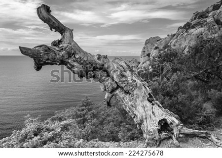 The Crimean peninsula, Black Sea coast, on the background of the sea on the shore of the rock tree grows