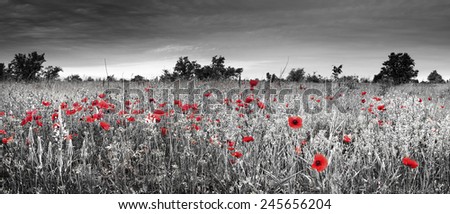 Crimean peninsula, wild grass of the field in the steppe zone of the Old Crimea, flowering poppy field