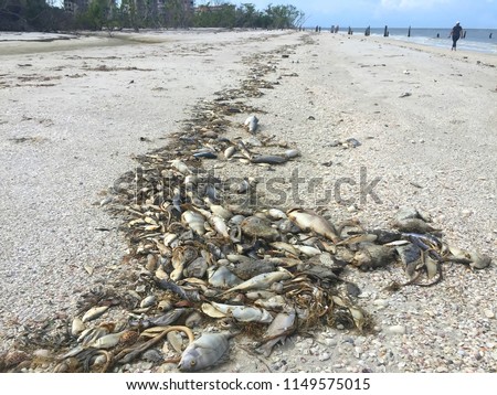 Beachgoers walking on the beach with thousands of fish, snakes, crabs washed ashore due to red tide on the beaches of the West Coast of Florida, USA.
