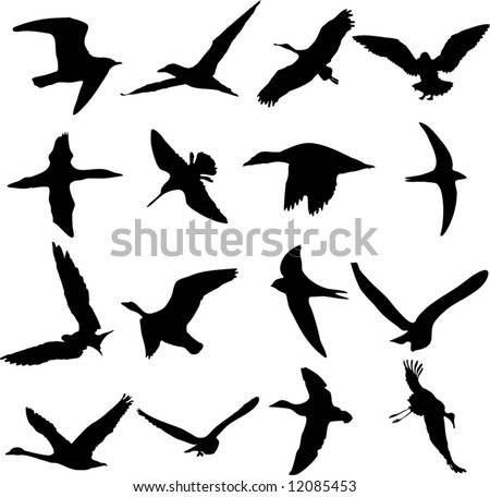 nightingale bird flying. Vector set of flying birds