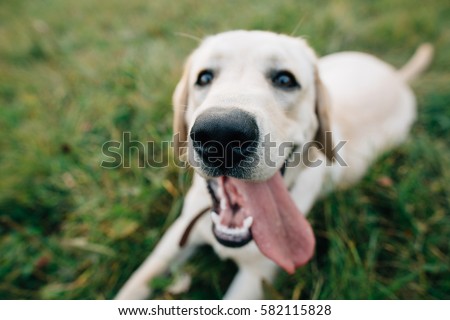 Funny dog Labrador with with open mouth and long tongue. Selective focus