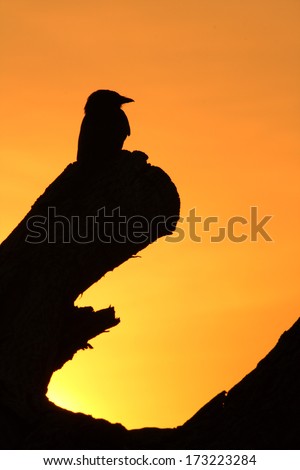 Silhouette bird