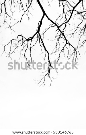 dead tree isolated, tree branch on white background