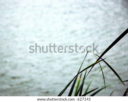 a body of water with grass in the foreground with lots of negative space