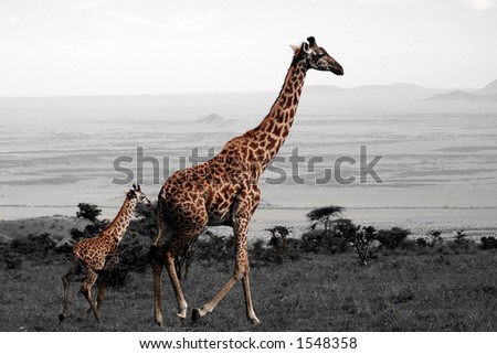 running giraffes with selective saturation