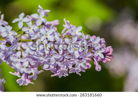 background lilac Bush flowers