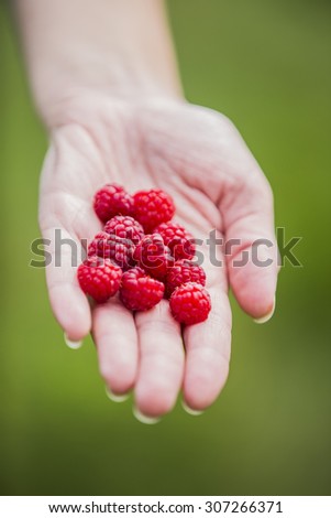 raspberries on the open human palm