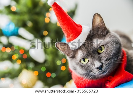 gray cat in Christmas hat on the background of Christmas tree
