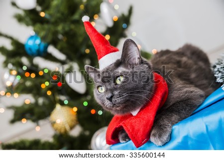 cute funny gray cat in Christmas hat on the background of Christmas tree