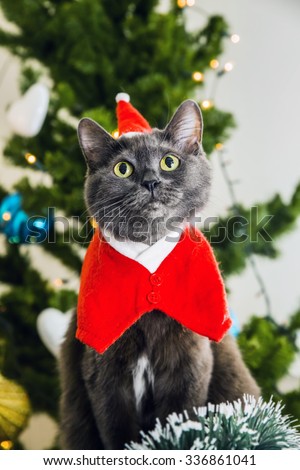 funny beautiful cute gray cat wearing a Christmas hat on the background of Christmas tree