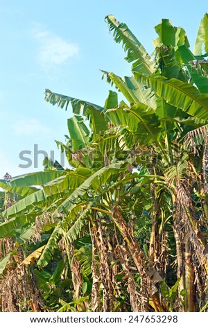 banana garden , bunch of banana on banana tree