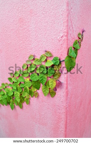 Climber on wall ,art nature