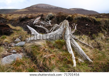 Ancient trees exposed by erosion in a remote area of blanket bog in the Feshie estate of Scotland.