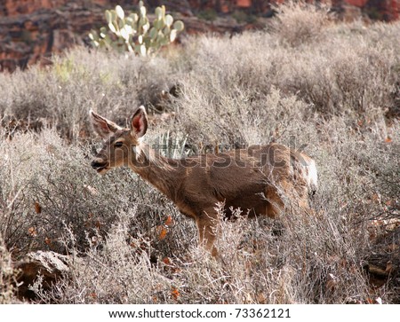 Young deer grazing in the western USA