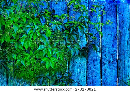 Old fence grape leaves blue green background