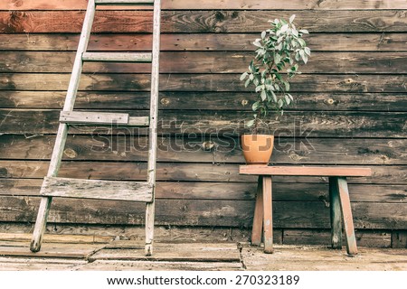 Old wooden bench young green tree in pot the ladder against the wall