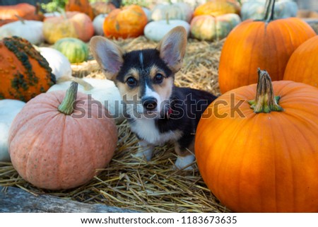 Welsh Pembroke Corgi puppy sitting on a farm cart with pumpkins for fall harvest decorations.