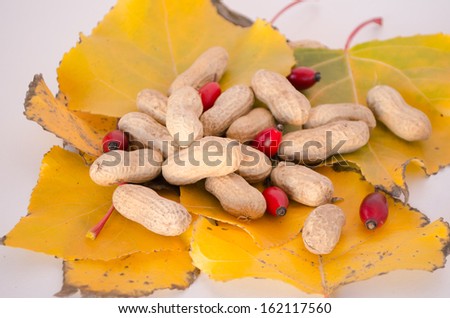 Autumn theme-Peanuts on leaves