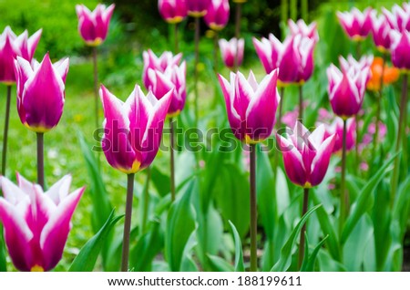 Purple tulips natural floral backgrounds outdoor.