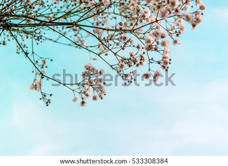 life sky small flowers blue background