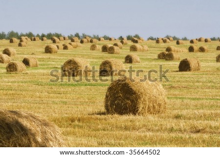 rolls of hay on field in the countryside with blue sky