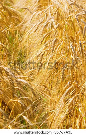 A yellow wheat ready for harvest