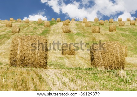 rolls of hay on the grass in the field