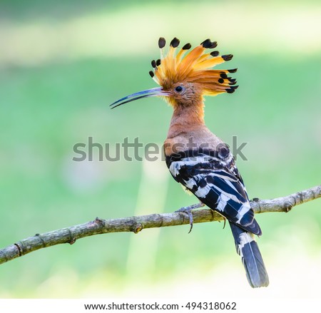 Eurasian Hoopoe or Common hoopoe(Upupa epops), The beautiful crested bird in nature, Bangpra Non-hunting Area,Thailand