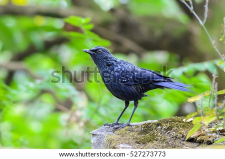 Blue Whistling Thrush(Myophonus caeruleus), beautiful bird standing in nature, black bird