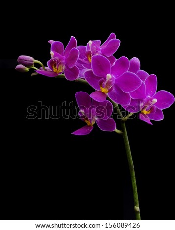 Blooming purple wild orchid isolated on  black