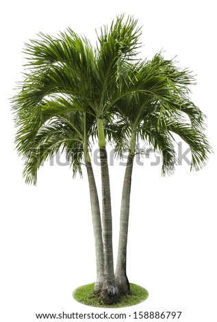 betel palm tree isolated on white