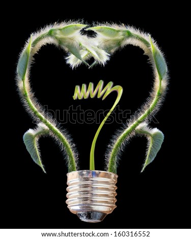 Vine of the bulb. the concept of clean energy isolated on black