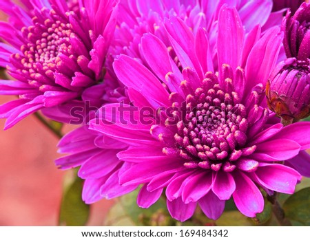 close up purple aster flower for background or wallpaper