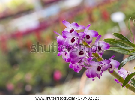 Dendrobium orchid or nobile orchid ,sweet candy in garden
