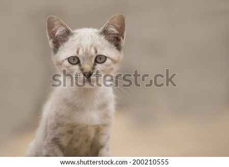 cat in light brown and cream looking with pleading  stare at the viewer