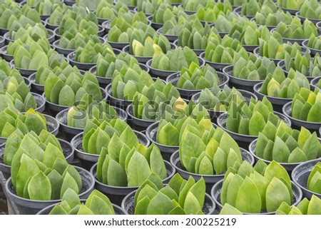 plant propagation by leaf