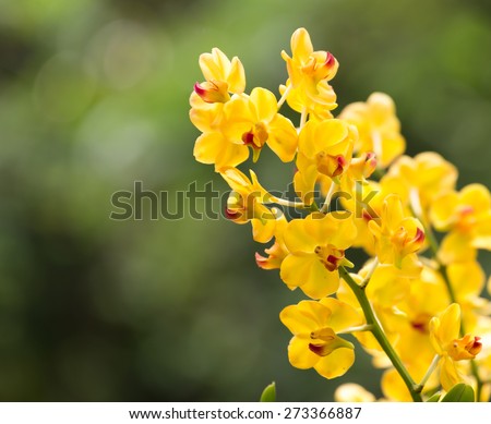 Rerides rosea orchid ,Rhynchostylis coelestis the wild orchid in thailand
