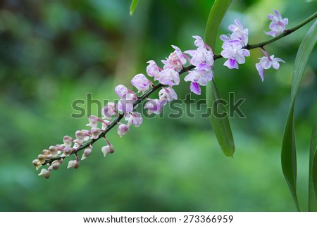 Rerides rosea orchid ,Rhynchostylis coelestis the wild orchid in thailand