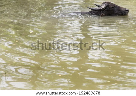 SUNDARBAN REGION, BANGLADESH - APRIL 2008: Water buffalo cooling off in the waters of the Sundarban Region.