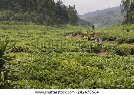 BYUMBA, RWANDA - SEPTEMBER 2008: A tea plantation.Rwanda today is a story of renewal and rapid economic development; only 20 years ago the country was torn apart by the genocide
