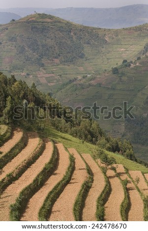 GICUMBI, RWANDA - SEPTEMBER 2008: Panoramic view of terraced hills. Rwanda today is a story of renewal and rapid economic development; only 20 years ago the country was torn apart by the genocide.
