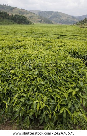 BYUMBA, RWANDA - SEPTEMBER 2008: A tea plantation. Rwanda today is a story of renewal and rapid economic development; only 20 years ago the country was torn apart by the genocide.