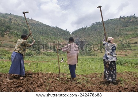 BURERA, RWANDA - SEPTEMBER 2008: Women at work in dried marshlands.Rwanda today is a story of renewal and rapid economic development; only 20 years ago the country was torn apart by the genocide.
