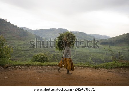 RUGEZI, RWANDA - SEPTEMBER 2008: A woman carrying fodder on her head. Rwanda today is a story of renewal and rapid economic development; only 20 years ago the country was torn apart by the genocide.
