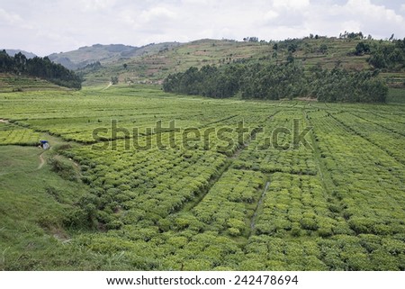 BYUMBA, RWANDA - SEPTEMBER 2008: A tea plantation. Rwanda today is a story of renewal and rapid economic development; only 20 years ago the country was torn apart by the genocide.
