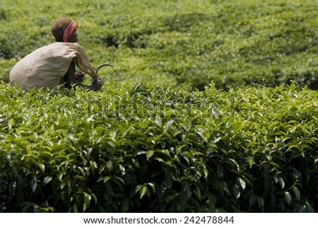 BYUMBA, RWANDA - SEPTEMBER 2008: Farmer working in a tea plantation.Rwanda today is a story of renewal and rapid economic development; only 20 years ago the country was torn apart by the genocide.