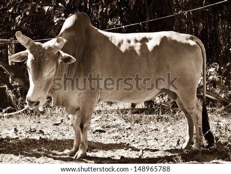 beautiful shape of a bull and aggressive hitters